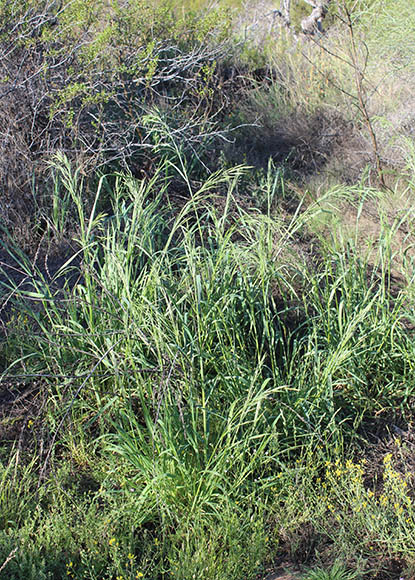  Bromus arizonicus (Shear) Stebbins 